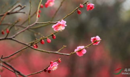 红梅花,冬日里的坚韧与美丽